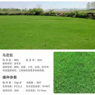 广西玉林常青绿化边坡草籽公司批发白三叶草种籽