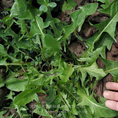 多倍体蒲公英种子山野套餐特菜婆婆丁多年生