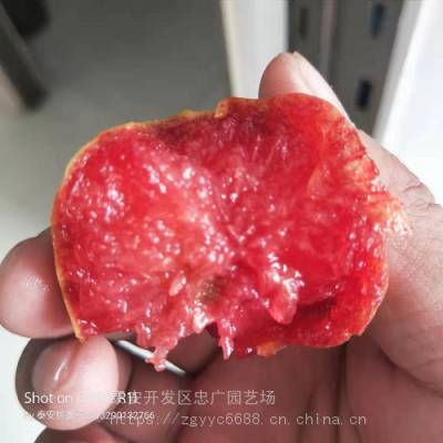 山东李子苗基地 红肉李子苗品种