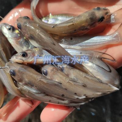 广州花都***叉尾鮰鱼苗 叉尾鱼苗 钳鱼苗活体淡水鱼苗批发