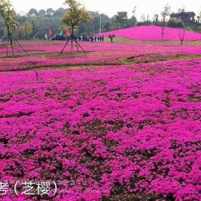 多色丛生福禄考花海基地直销批发 宿根草花批发