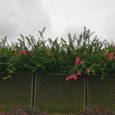 紫薇围墙发往湖北绿化祖国,高1.5紫薇篱笆墙正在起苗装车
