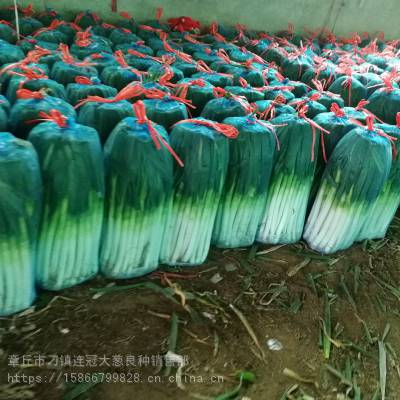 蔬菜种子、种苗> 厂家批发 日本铁杆葱种子 大葱种子蔬菜种子 山东大葱种子