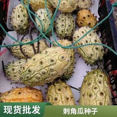 火参果用于黄瓜钻木具有抗根线虫