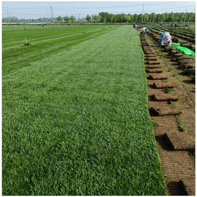 基地 高羊茅草坪價格 適合南北方種植山東 岱嶽區泰安市潤景農業科技