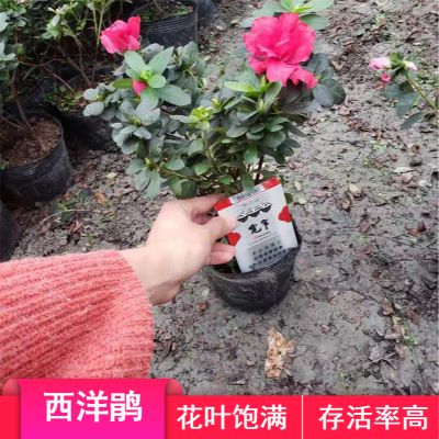 湖南湖北西洋鹃工程苗基地13杯几百万的常绿花色多