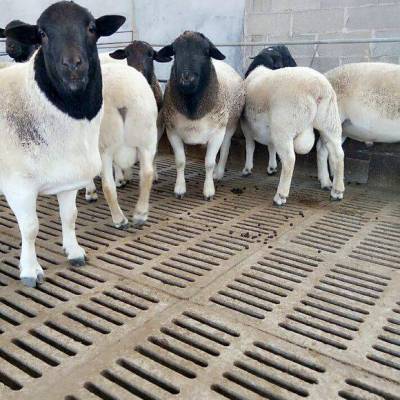 新疆民丰县多胎澳洲白怀孕大母羊多少钱一只哪里卖的价格便宜建成养殖场