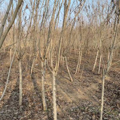 大量供应独杆紫荆，1-10公分独杆紫荆丛生紫荆