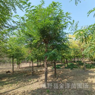 辽宁刺槐基地-4公分刺槐-以树结缘-缓苗快-科学管理