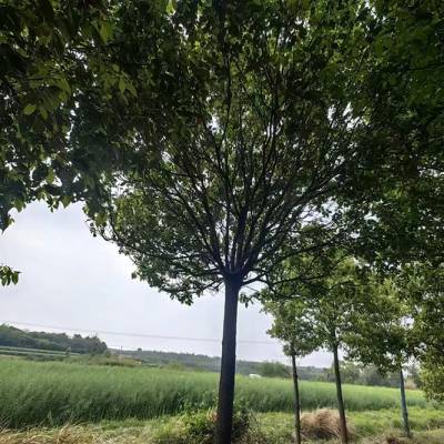 湖北黑土小叶香樟树15公分行道树地产苗