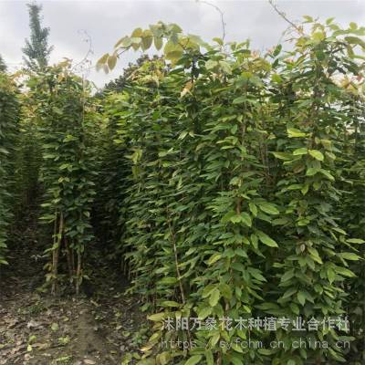 供应沭阳花木，绿化工程苗，苏北花木(图)