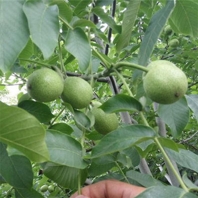 核桃苗栽培技术_出售1公分清香核桃苗2公分香玲核桃苗 薄皮核桃苗