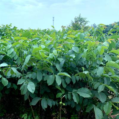 美国穗状垂铃核桃苗专业苗圃清香核桃苗基地销售