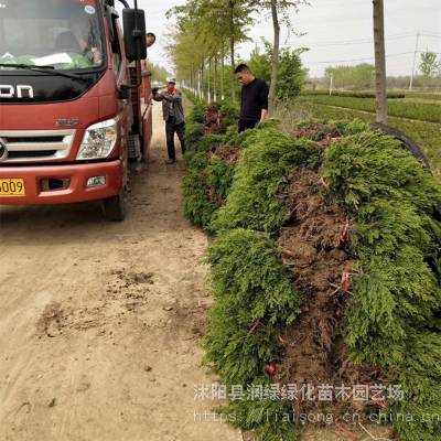 青州 蜀桧 桧柏 侧柏 塔柏 松柏 信息推荐-