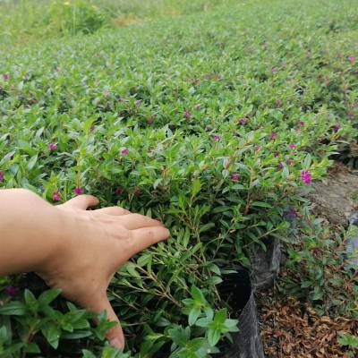 贵州满天星小杯苗子批发25高满天星价格满天星出售基地