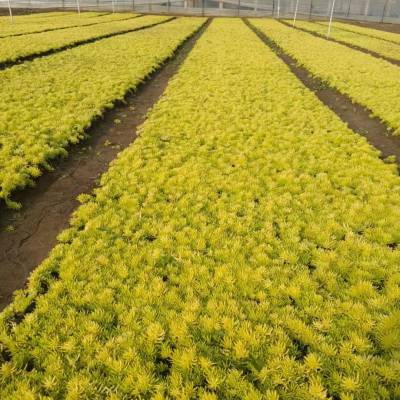 苗圃出售金叶佛甲草 屋顶绿化草坪 花境花坛布景植物