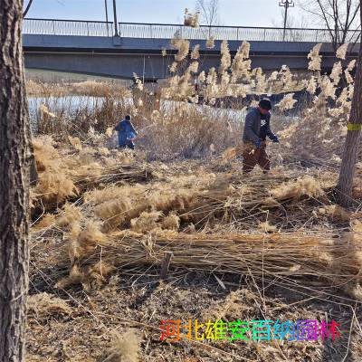 割芦苇 夏季割芦苇 景观性割芦苇 河道割芦苇 找专业割芦苇施工团队