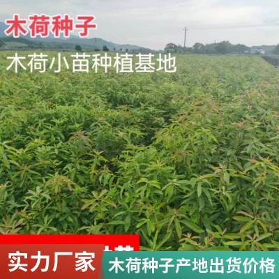 当年新收木荷种子 产地一手货源免费技术指导