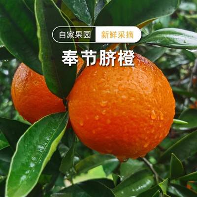 奉节脐橙三峡重庆特产新鲜水果现摘现发农家直达优质农产品