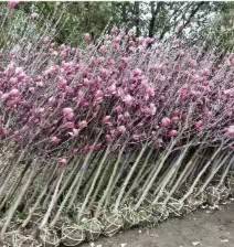 复州湾绿化苗圃小区庭院绿化树苗