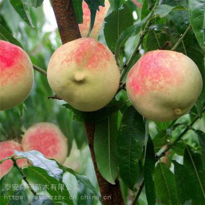 油蟠6-6桃树苗各种品种 桃树苗实地查询 帅阳苗木大量供货