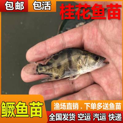 ջֳ嵭ˮ