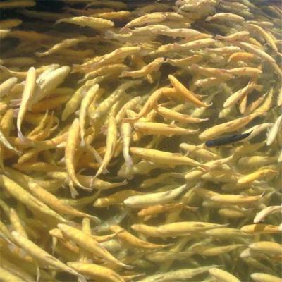 金鳟鲜活水产型 买就送 虹鳟鱼市场价 虹鳟鱼苗，金鳟鱼苗，虹鳟金鳟