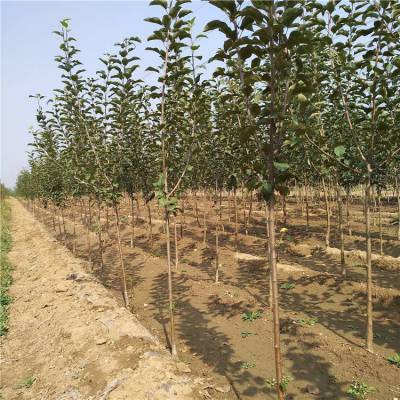 基地嫁接苹果树苗南北方种植地栽盆栽苹果树苗早熟苹果苗