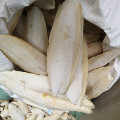 海螵蛸药用有什么价值墨鱼骨哪里可以购买到多少钱一公斤