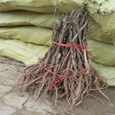 凤丹苗种植密度凤丹种苗价格低包种植技术