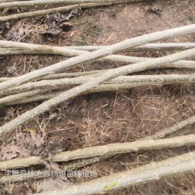 无絮杨树苗无絮杨树无絮杨树新品种