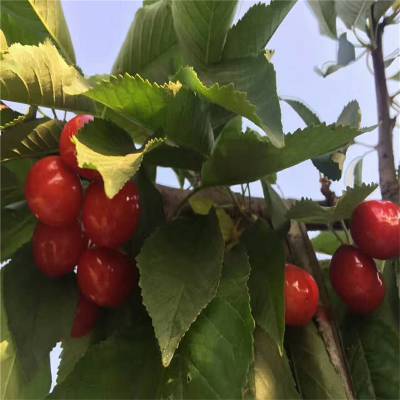 福星樱桃苗 甚是厉害 樱桃苗 价格优惠 帅阳果苗 价格行情