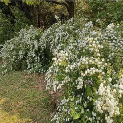 大量出售 麻叶绣线菊 小手球花苗 株型饱满 长势喜人 园林小区绿化灌木 园林布局景观花苗