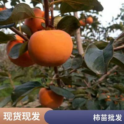 �ԼҴ����Ә��� �������� �a(ch��n)�ؼ޽���¶������a(ch��n)���� ���***�����