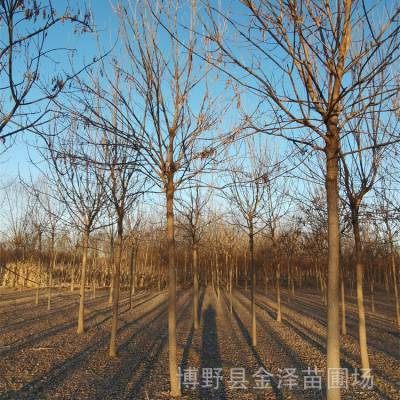 四川白蜡市场-原生白蜡-顾客至上-苗木行情-高存活率