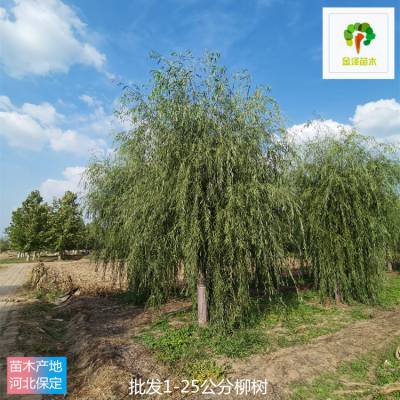 辽宁柳树小苗 25公分柳树 提供种植技术 现挖现卖