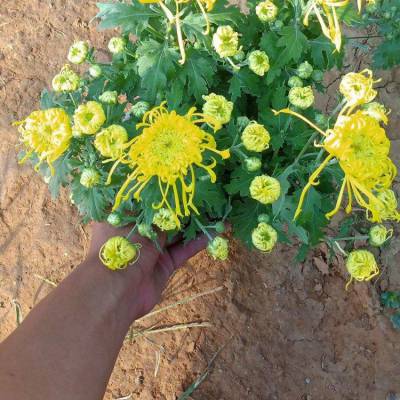 国庆菊 种植基地 九月开金黄色花朵 常节日布置在广场中央 花坛 花境