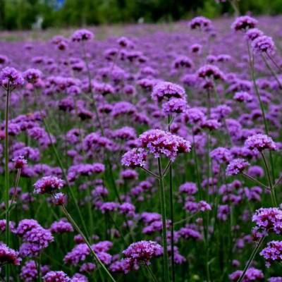 河南马鞭草花苗货源地_河北柳叶马鞭草盆苗_江苏马鞭草供货商