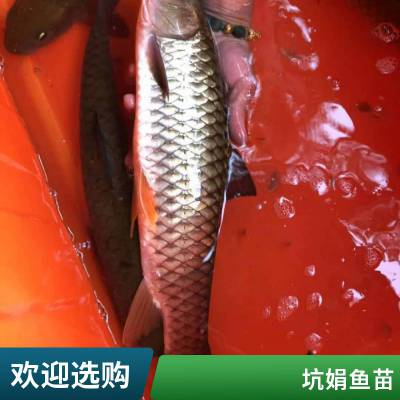 港发苗场供应活体黄金草鱼苗 青竹鲩 少病害军鱼苗 生长速度快