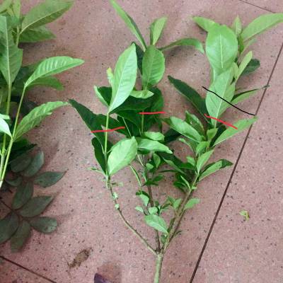 大叶栀子 牡丹栀子 江西南昌市政道路绿化工程用的花木***格 哪里有卖的