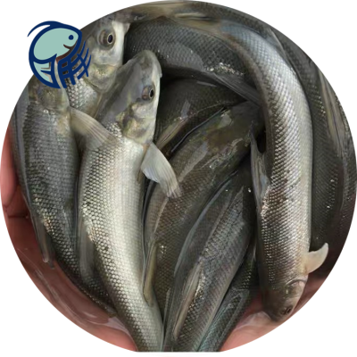 【长大鳞鲃 广东批发裸盖鱼 大鳞鲃购销合同】价格_厂家 - 中国供应商