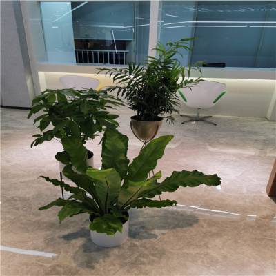 天津南开区绿植租摆公司 鼓楼大型绿植租赁公司 室内花卉租摆 室内花卉租赁服务