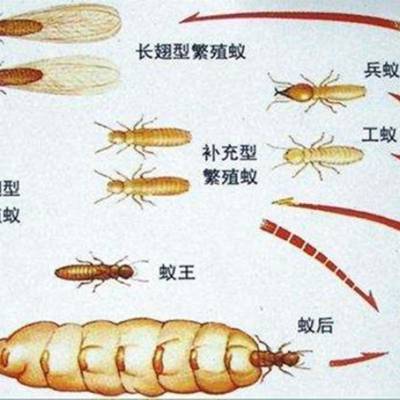 镇江丹阳正规灭白蚁站点透露：学校有白蚁怎么办能******？