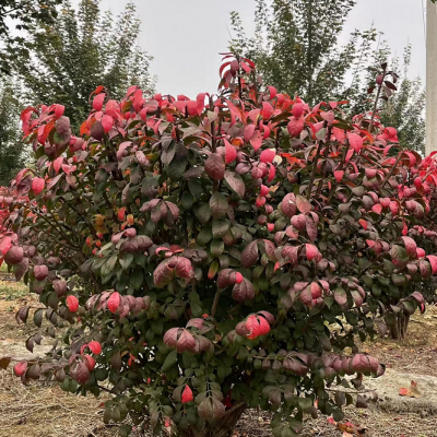 火焰卫矛球 叶色鲜红 卫矛球 四季常青植物 工程园林绿化