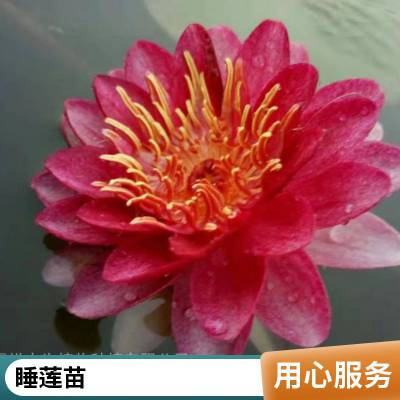 睡莲 易存活睡莲苗 根状茎肥厚 优质精品多品种