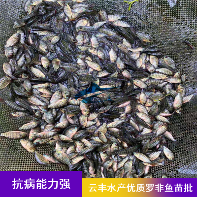 ̨ʺ޷ ˮƹ Ʒ޷ѧ滮ֳ