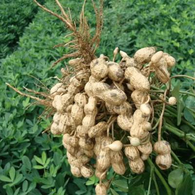 植物生长调节剂报告 苏州阿里农植物保护科技供应