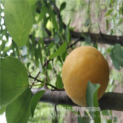 美化缘 新鲜梅子批发 酸甜梅子 量大从优
