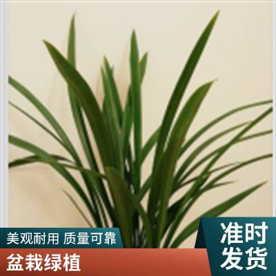 燎伯兰业 户外花卉摆放 花色绿白盆栽盆景 墨兰白墨
