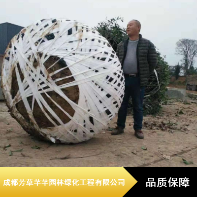 成都芳草芊芊15公分高杆桂花_园林桂花_桂花工程苗基地